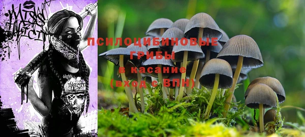ПСИЛОЦИБИНОВЫЕ ГРИБЫ Алзамай